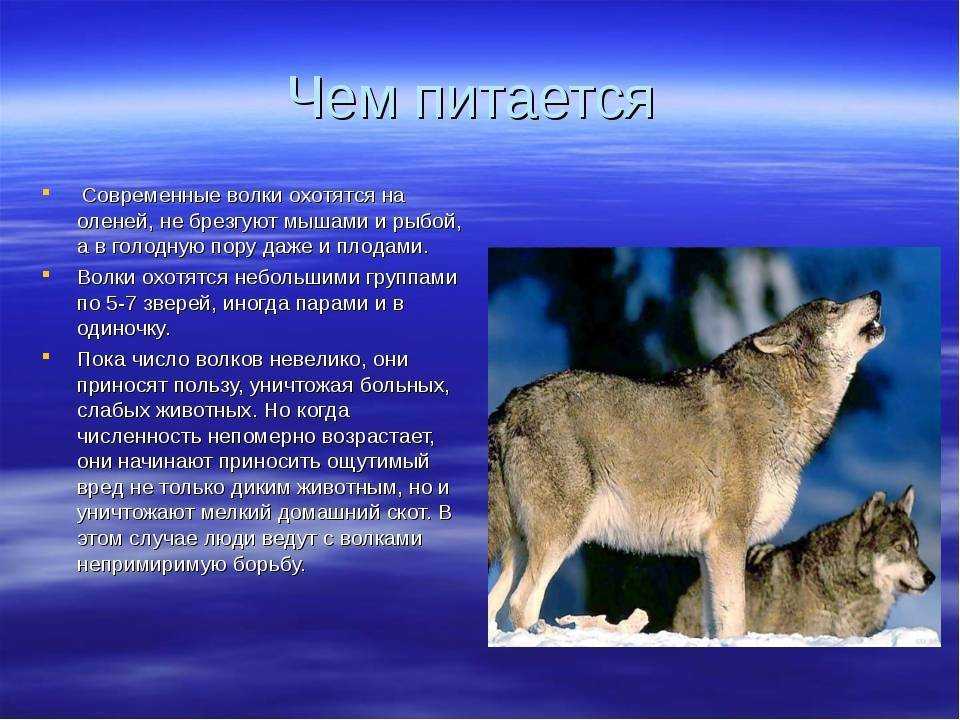 Волк 🔥 описание животного, особенности, виды, среда обитания