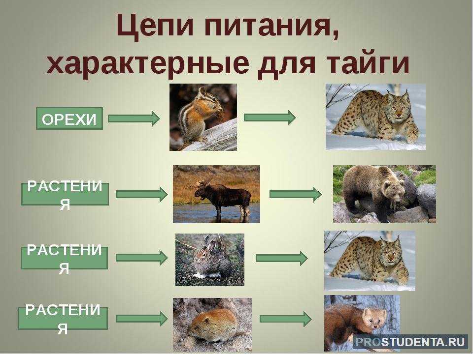 Цепь питания на примере тайги и луга (4 класс, окружающий мир)
