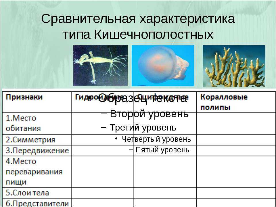Гидроидные