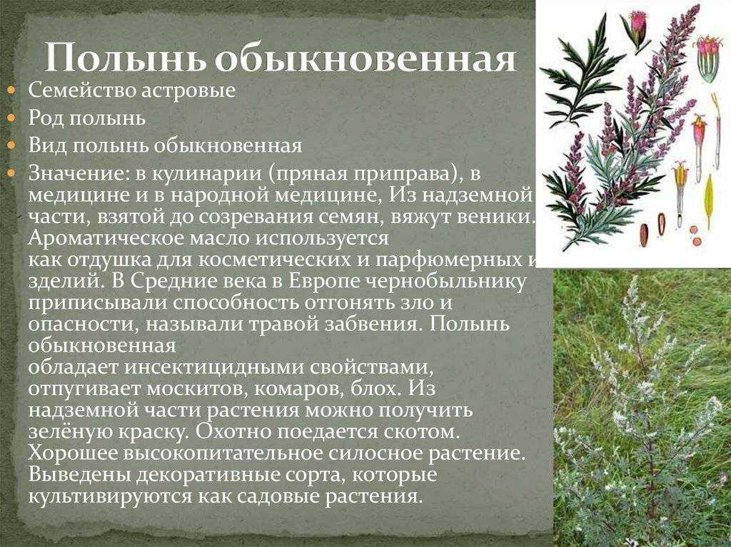 Полынь — злостный сорняк или ценнейшее растение? лекарственные и декоративные виды, сорта. фото — ботаничка