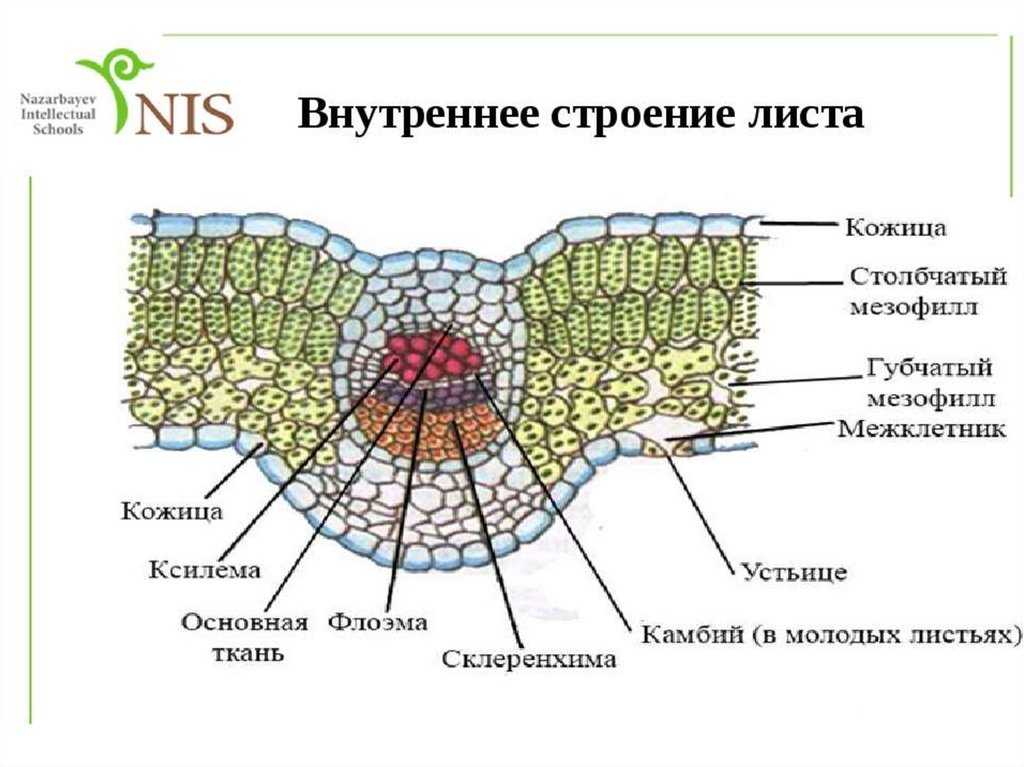 Ткани высших растений.