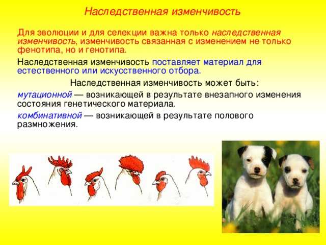 § 45. роль изменчивости в эволюционном процессе / биология 10-11 классы