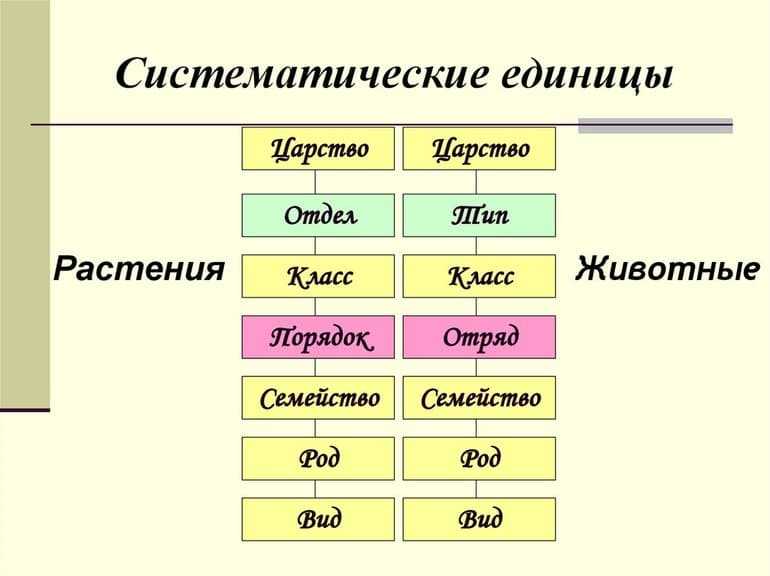 Многообразие живых организмов. систематика | частная школа. 6 класс
