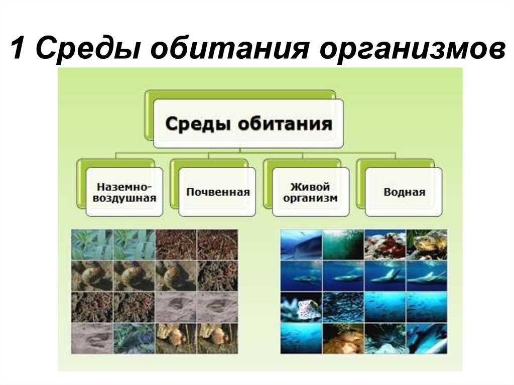 Среды жизни на планете земля