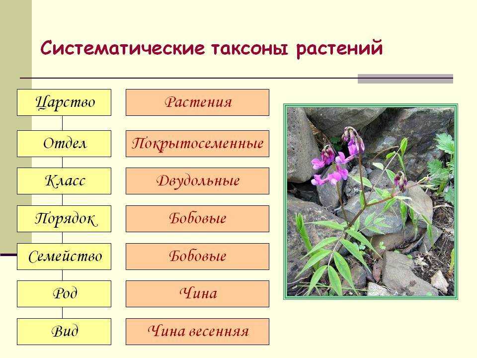 Отдел в биологии 6 класс: определение и основные характеристики
