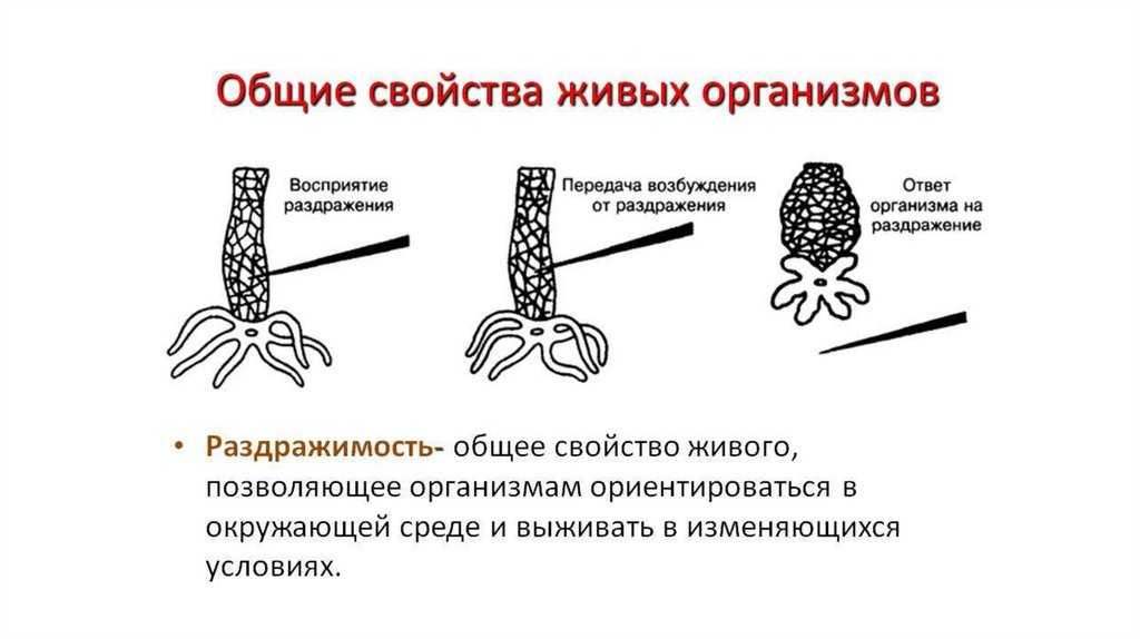 § 25. раздражимость - свойство живых организмов