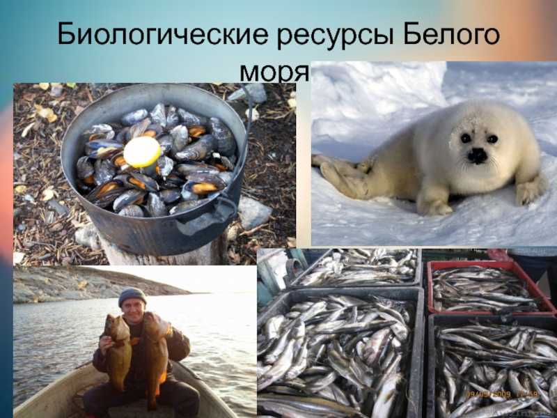 Белое море : реферат : география