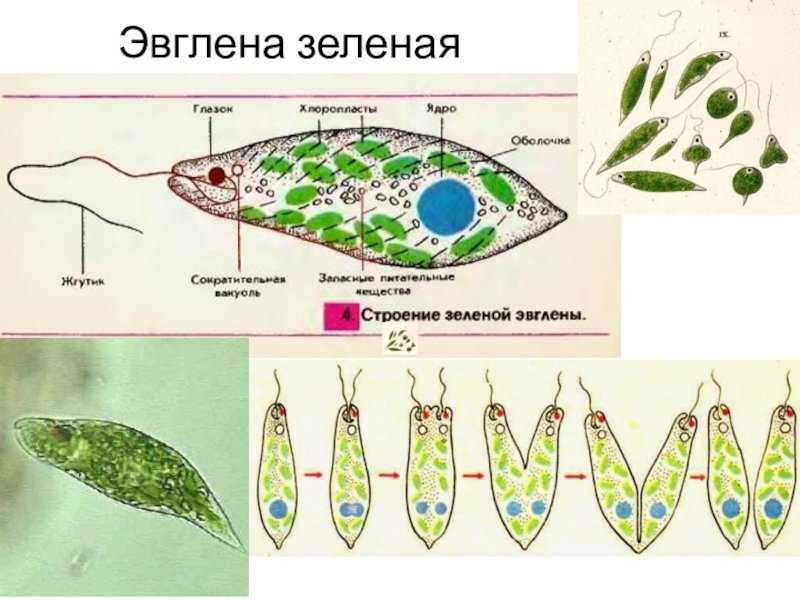 Подцарство простейшие - умскул учебник