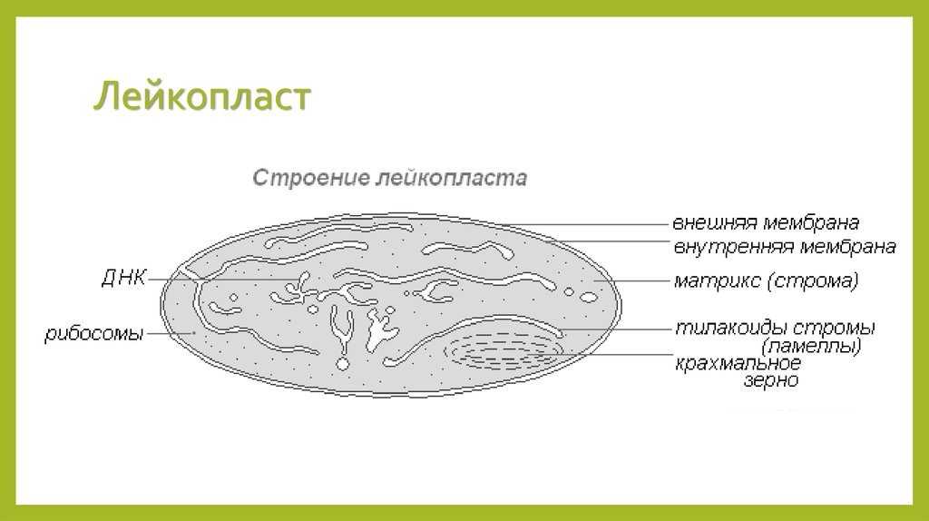 Биология