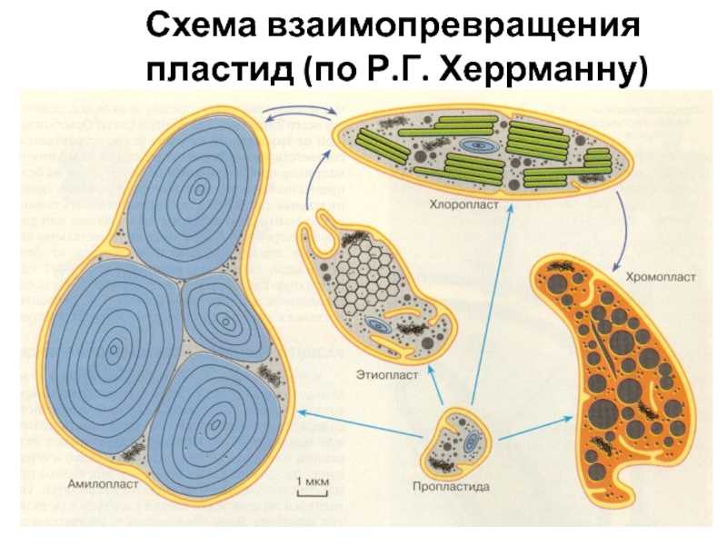 Пластит