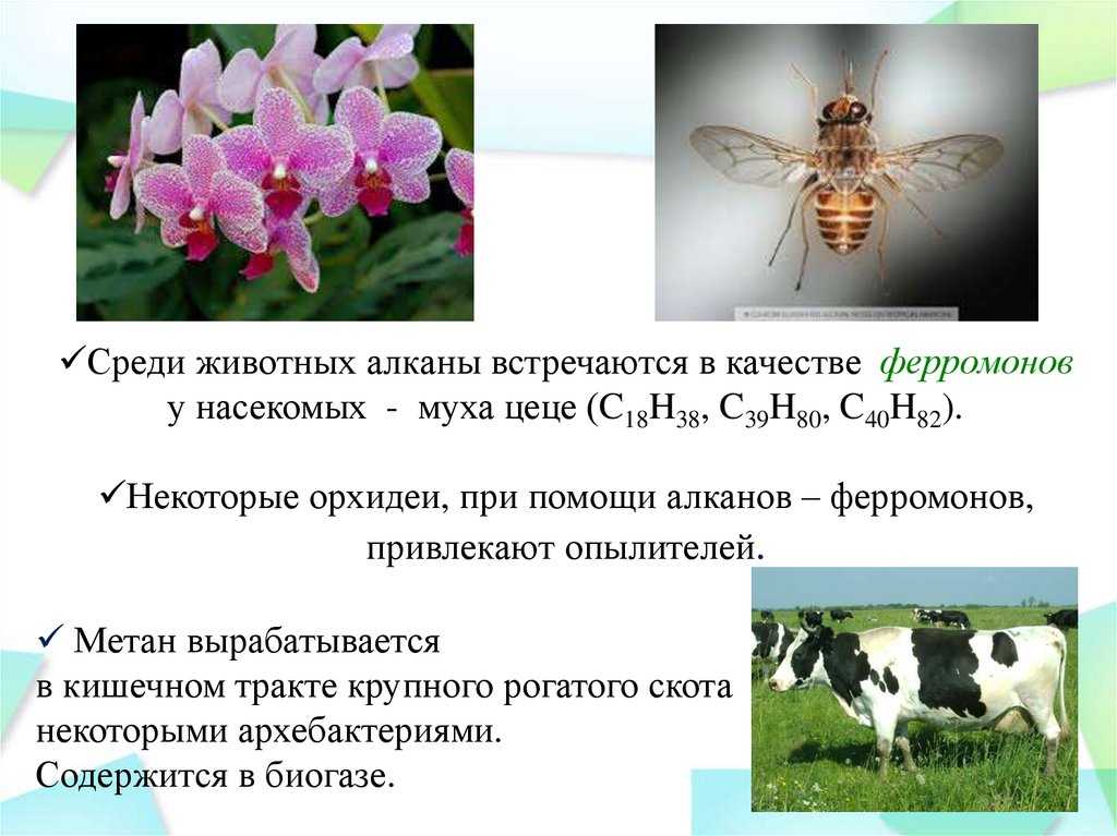 Кратко об алканах: получение и область применения предельных углеводородов
