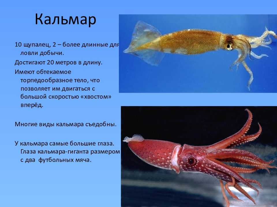 Кальмар обыкновенный. обыкновенный кальмар | интересные факты