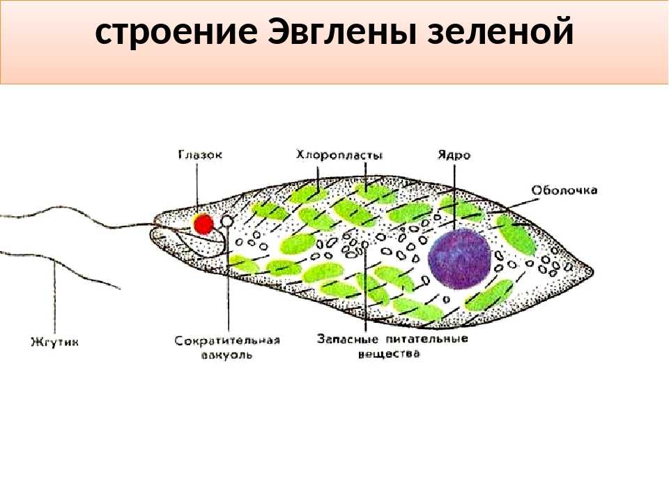 Эвглена зелёная. описание, особенности, строение и размножение эвглены зелёной | живность.ру