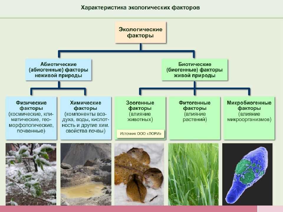 Что такое абиотические факторы среды