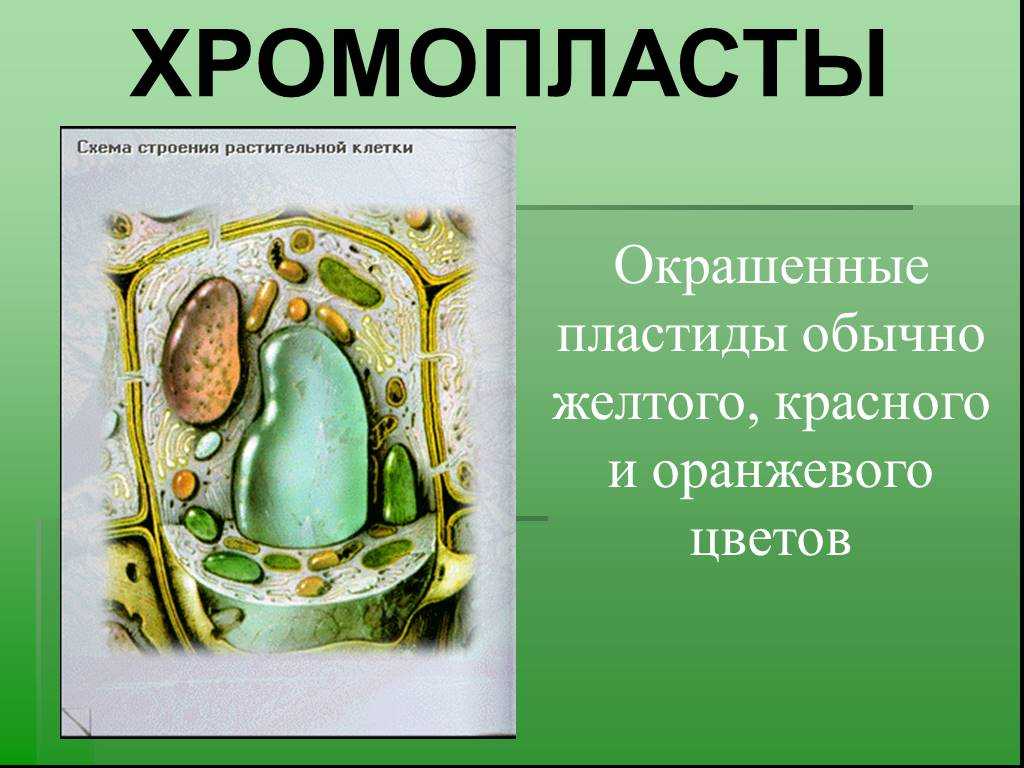 Пластиды – определение, виды, строение и функции в таблице кратко (5 класс, биология)
