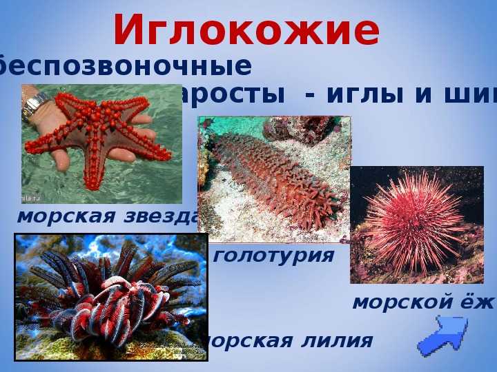 3 класс. окружающий мир. плешаков. рабочая тетрадь. часть 1. страницы 50, 51, 52, 53, 54