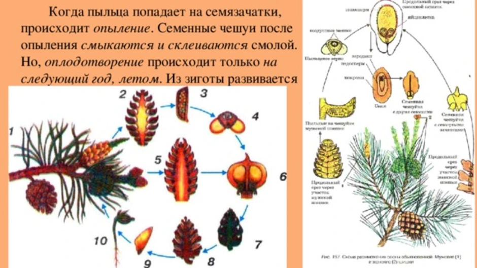 Как происходит опыление и оплодотворение у сосны обыкновенной кратко