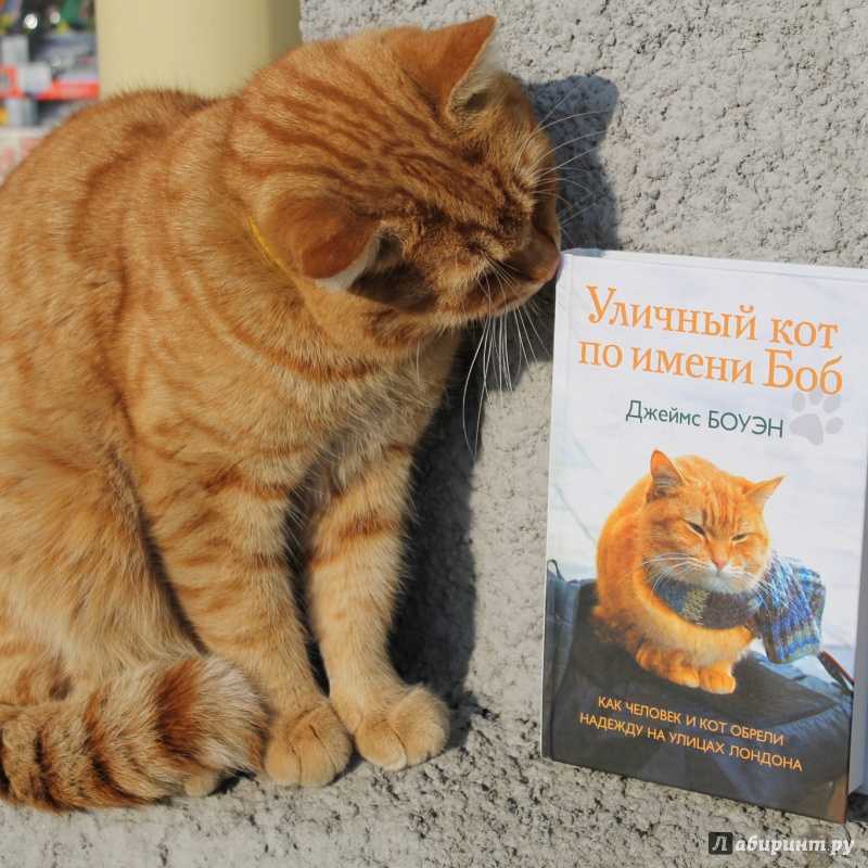 Уличный кот по имени боб. как человек и кот обрели надежду на улицах лондона