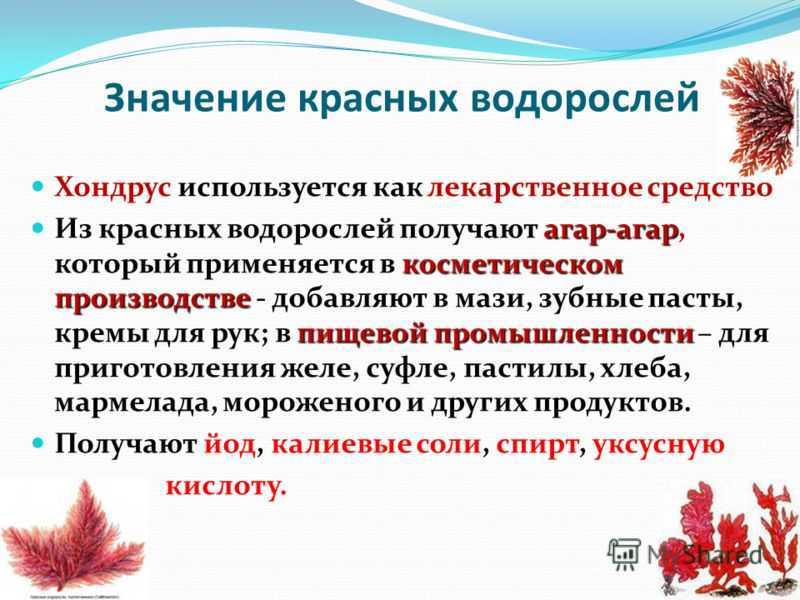 Доклад-сообщение бурые водоросли 5, 6, 7 класс по биологии