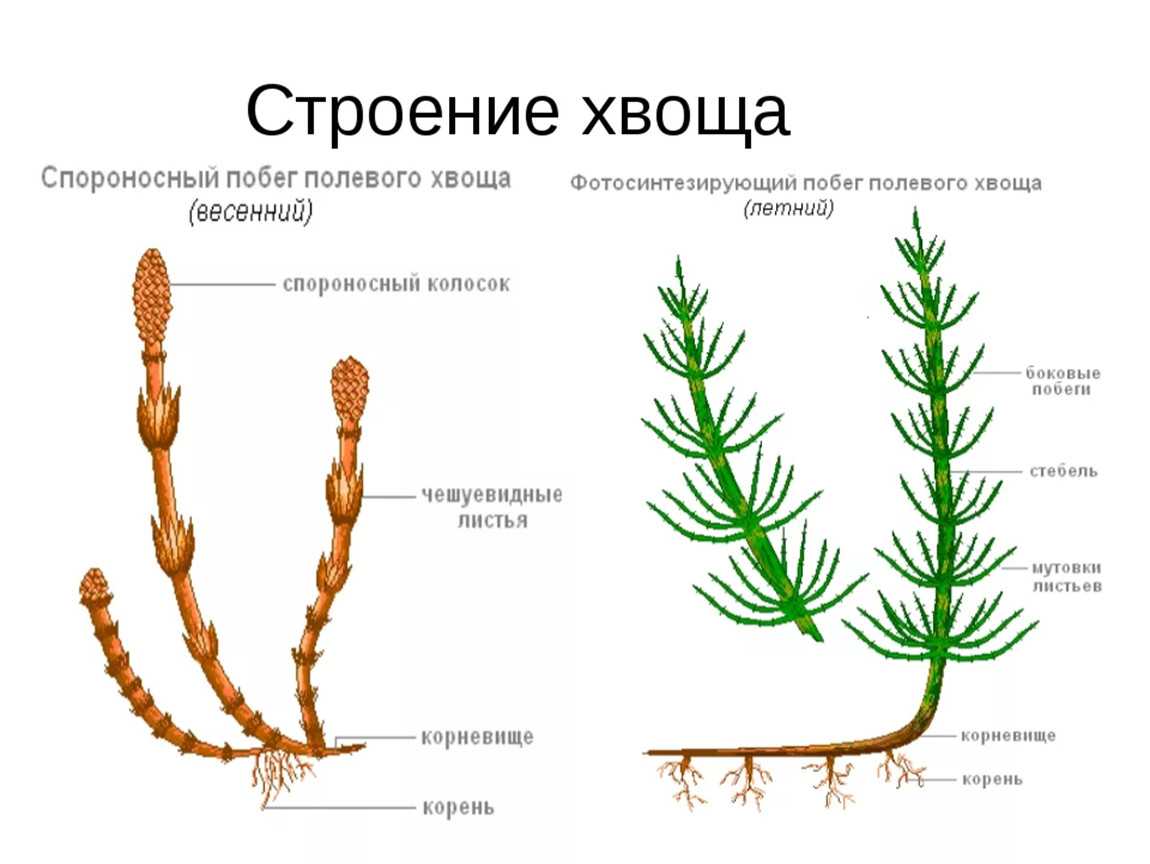 Хвощи (хвощевидные растения) - строение, значение и характеристика, виды и описание, развитие и размножение