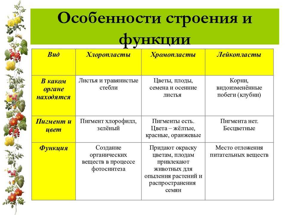 Пластиды — характеристика, строение, виды и функции