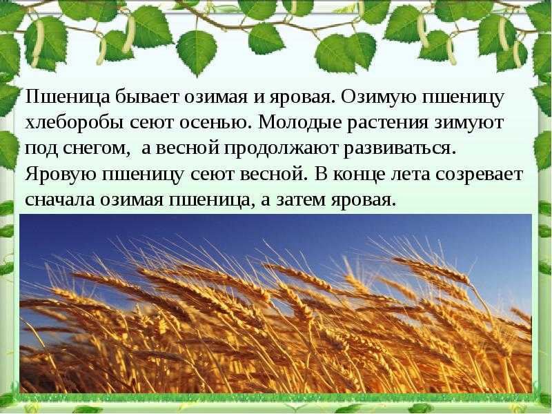 Рассказ о растениях 3 класс по окружающему миру короткий