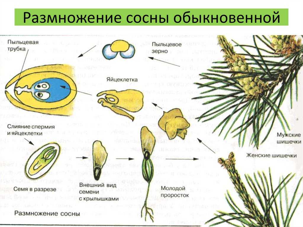 Строение сосны. размножение, опыление, строение шишек и семян сосны