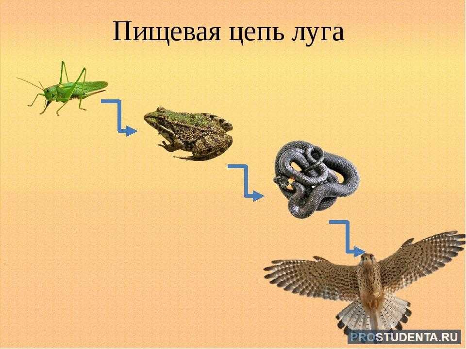 Цепь питания на примере тайги и луга (4 класс, окружающий мир)