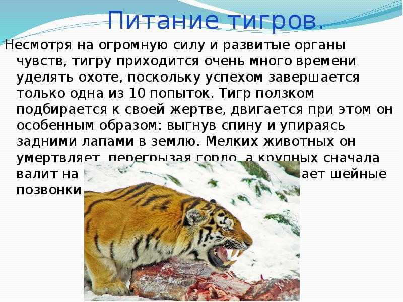 Тигр