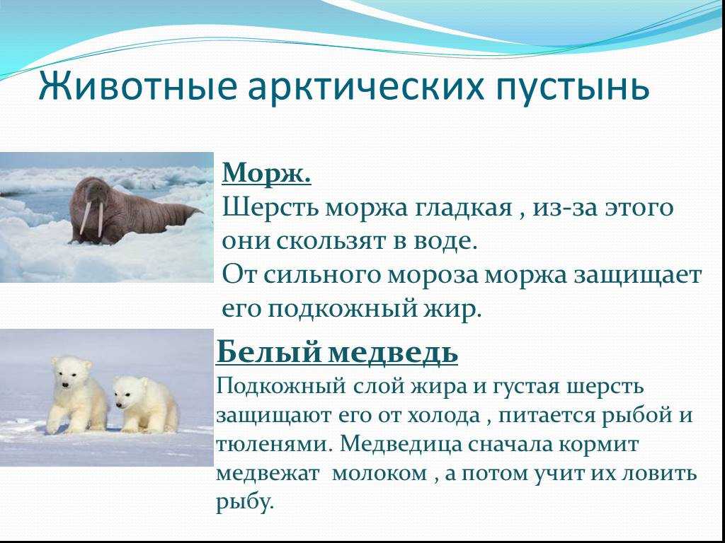 Значение арктики для человека
