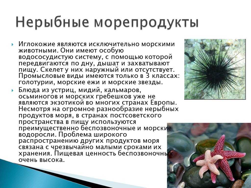 Тип иглокожие - общая характеристика, признаки и виды представителей