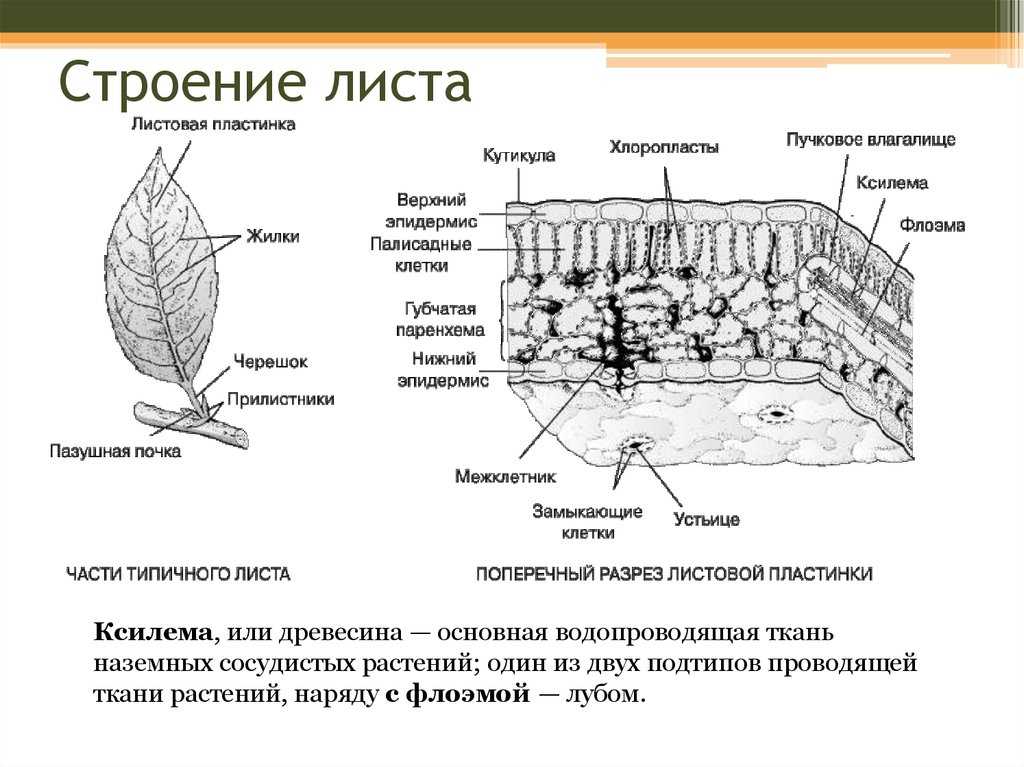 Органы растений. часть 2 - умскул учебник