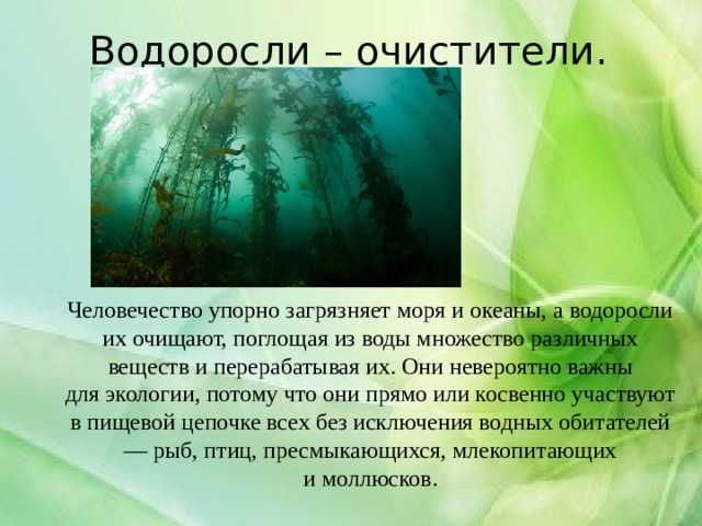 Зеленые водоросли