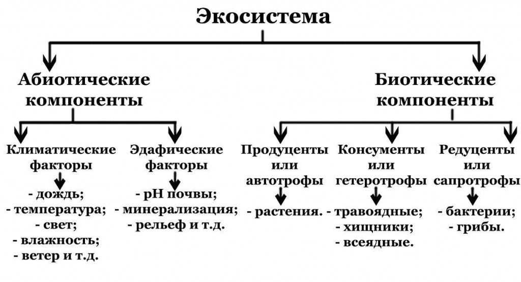 Основные абиотические факторы среды — примеры и их влияние на живые организмы