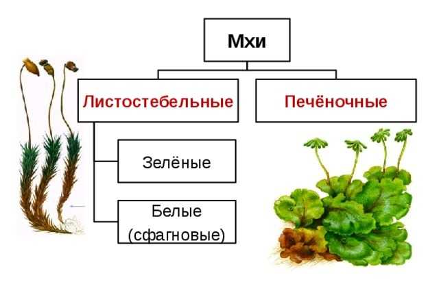 Печёночные мхи как представители низших растений в аквариуме