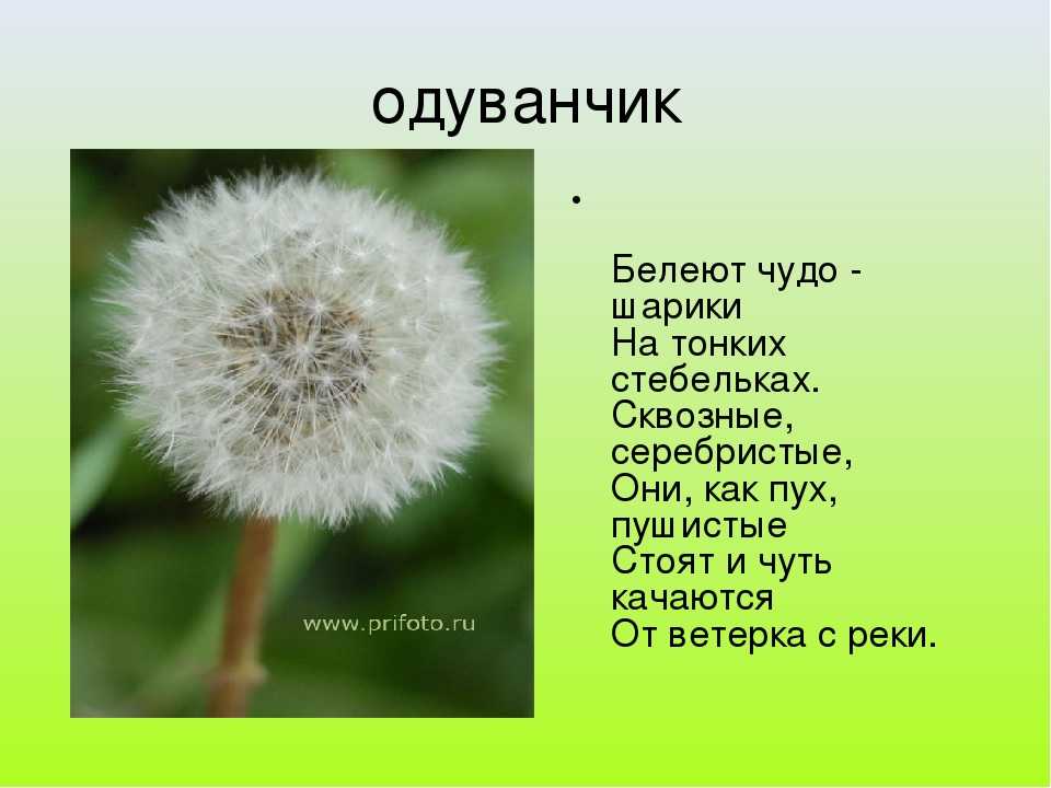 Значение фразеологизма «агнец божий»