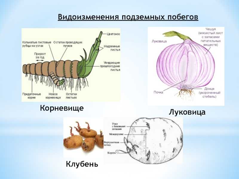 Почему корневище это видоизмененный побег кратко