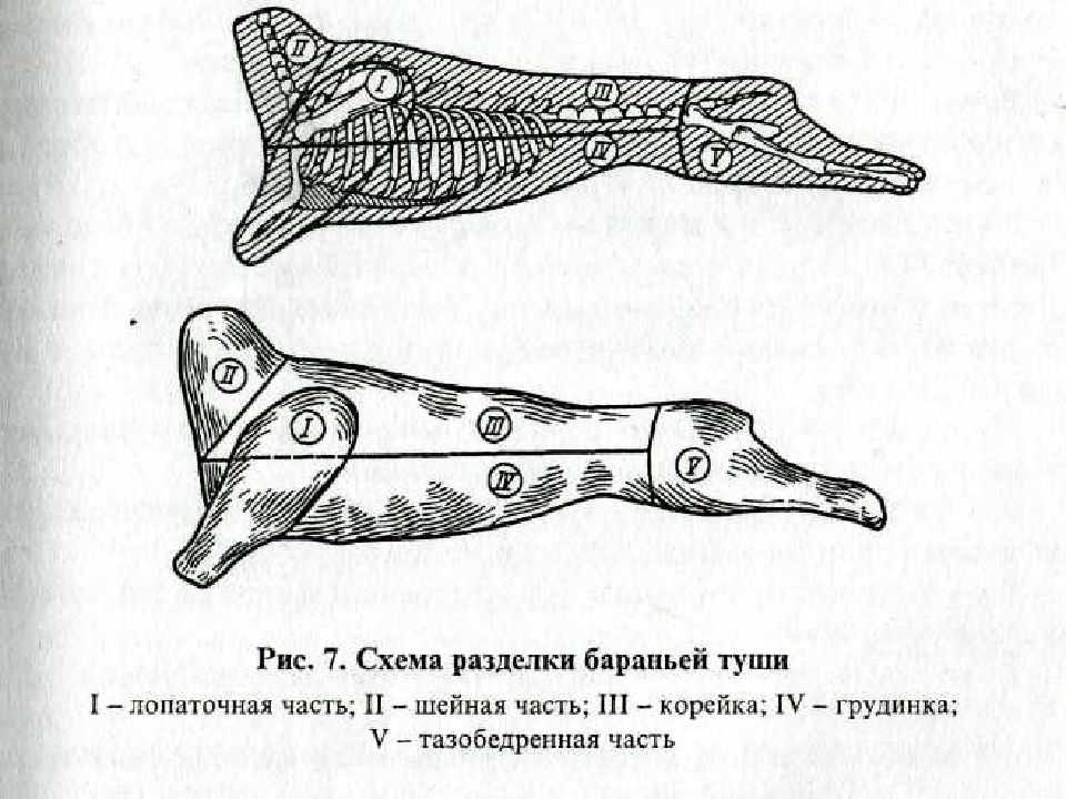 Технология переработки мяса — обвалка, жиловка, сортировка