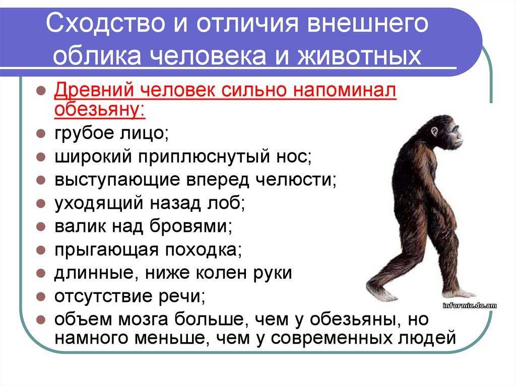 Почему человек это животное. почему человек - животное