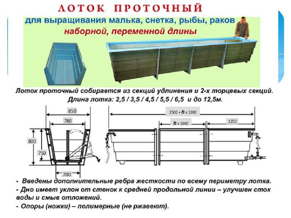 Сколько растет речной рак в домашних условиях. разведение раков в пруду на даче: рекомендации профессионалов. выращивание раков в домашних условиях
