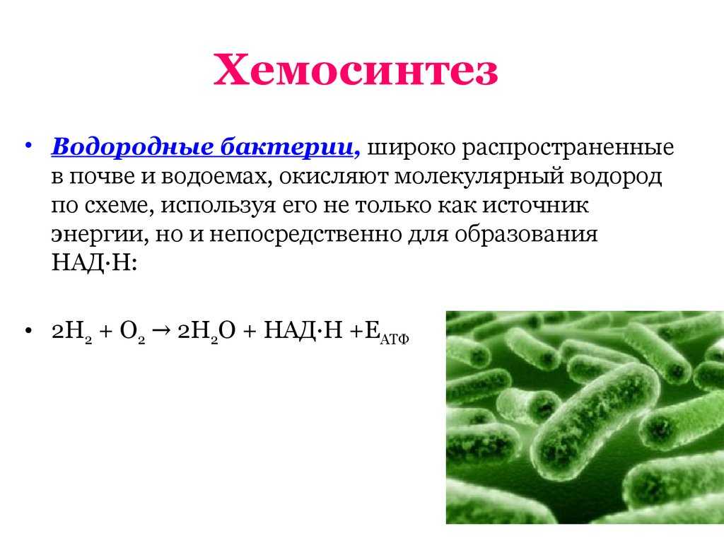 Что такое хемотрофы и какие бактерии относятся к ним по способу питания?