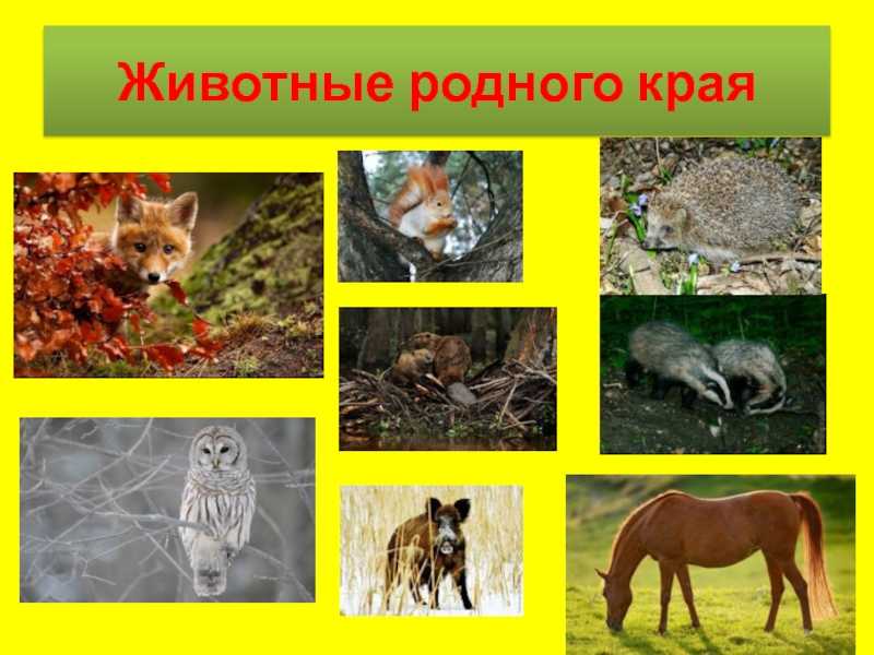 2 класс. окружающий мир. плешаков. рабочая тетрадь. часть 1. страницы 42, 43, 44, 45, 46