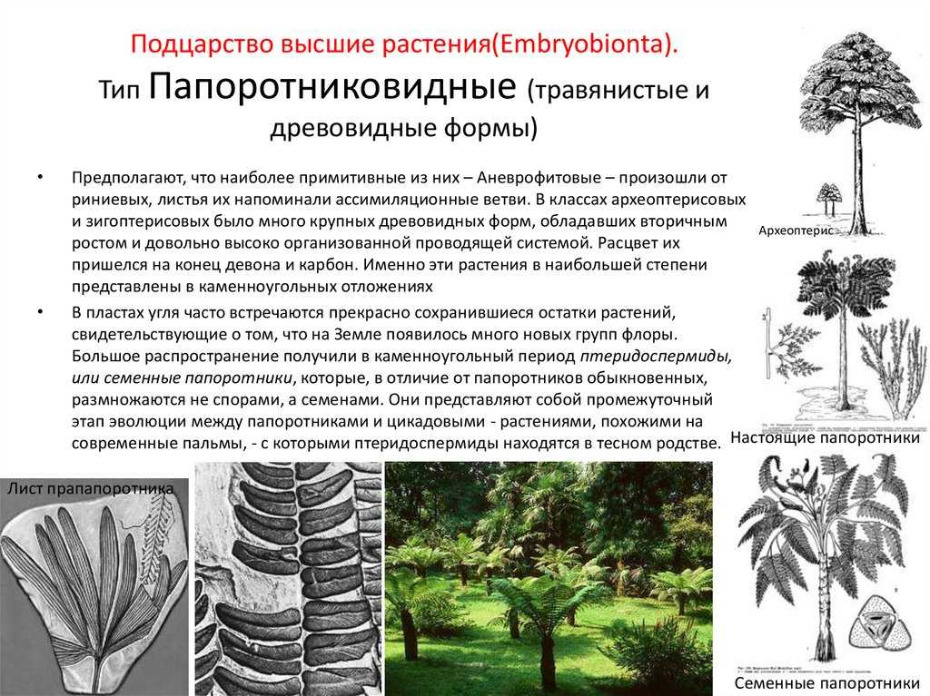 Палеоботаника
