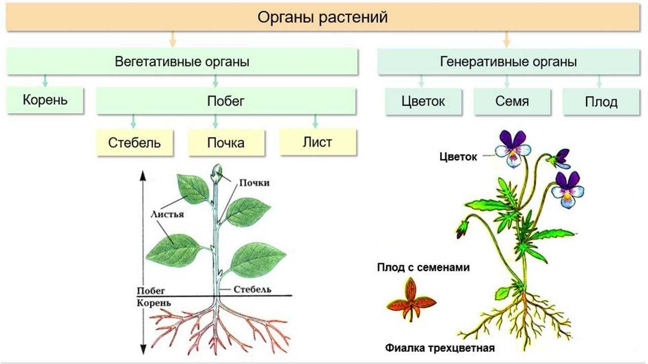 Генеративные органы и размножение цветковых растений