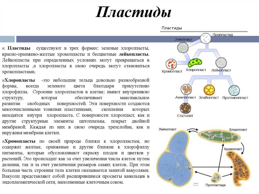 Пластиды – определение, виды, строение и функции в таблице кратко (5 класс, биология)