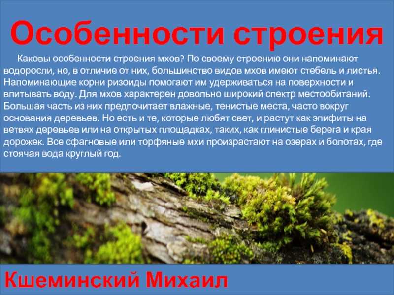 Презентация на тему "печёночные мхи"