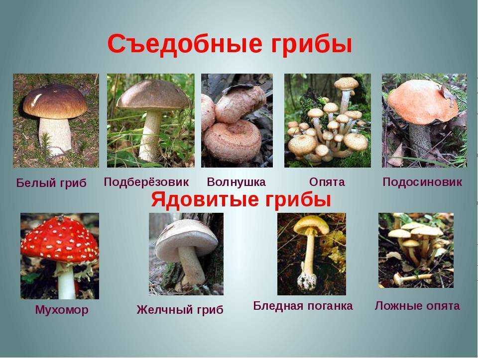 Эти загадочные грибы | статья в журнале «юный ученый»