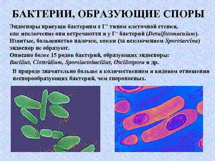 Эндоспоры: характеристика, структура, образование, функции - наука - 2023