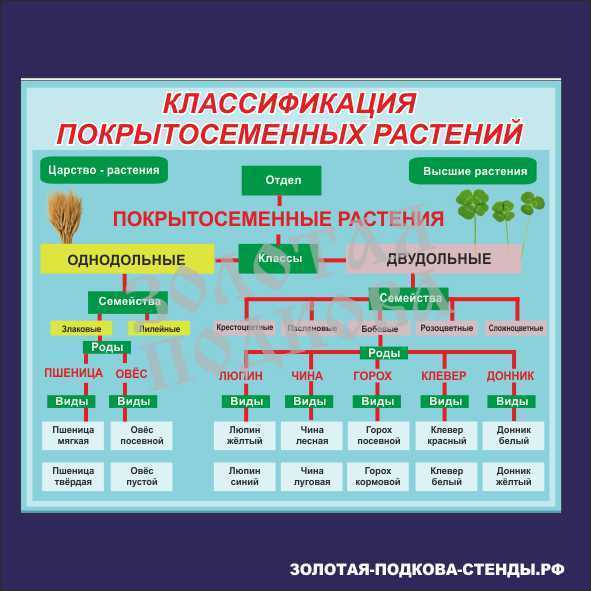 Отдел в биологии: что это такое и как он работает?