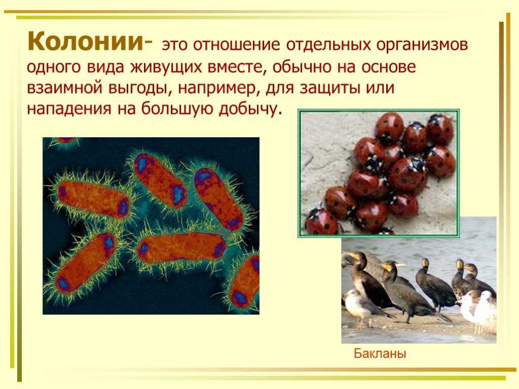 Колониальные ассоциации: характеристики, виды и примеры - биология - 2023